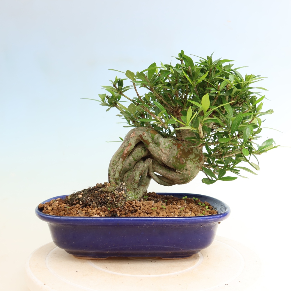 Kamerbonsai - Gardenia jasminoides-Gardenia