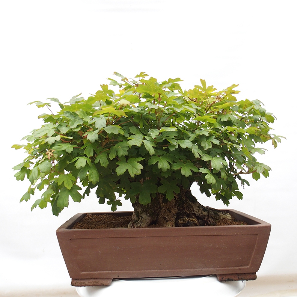 Bonsai voor buiten -Javor babyka - Acer campestre