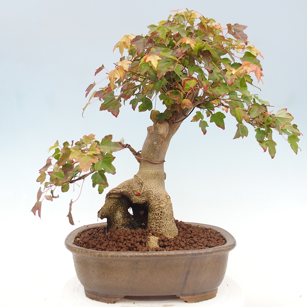Bonsai voor buiten - Acer Buergerianum - Burgeresdoorn