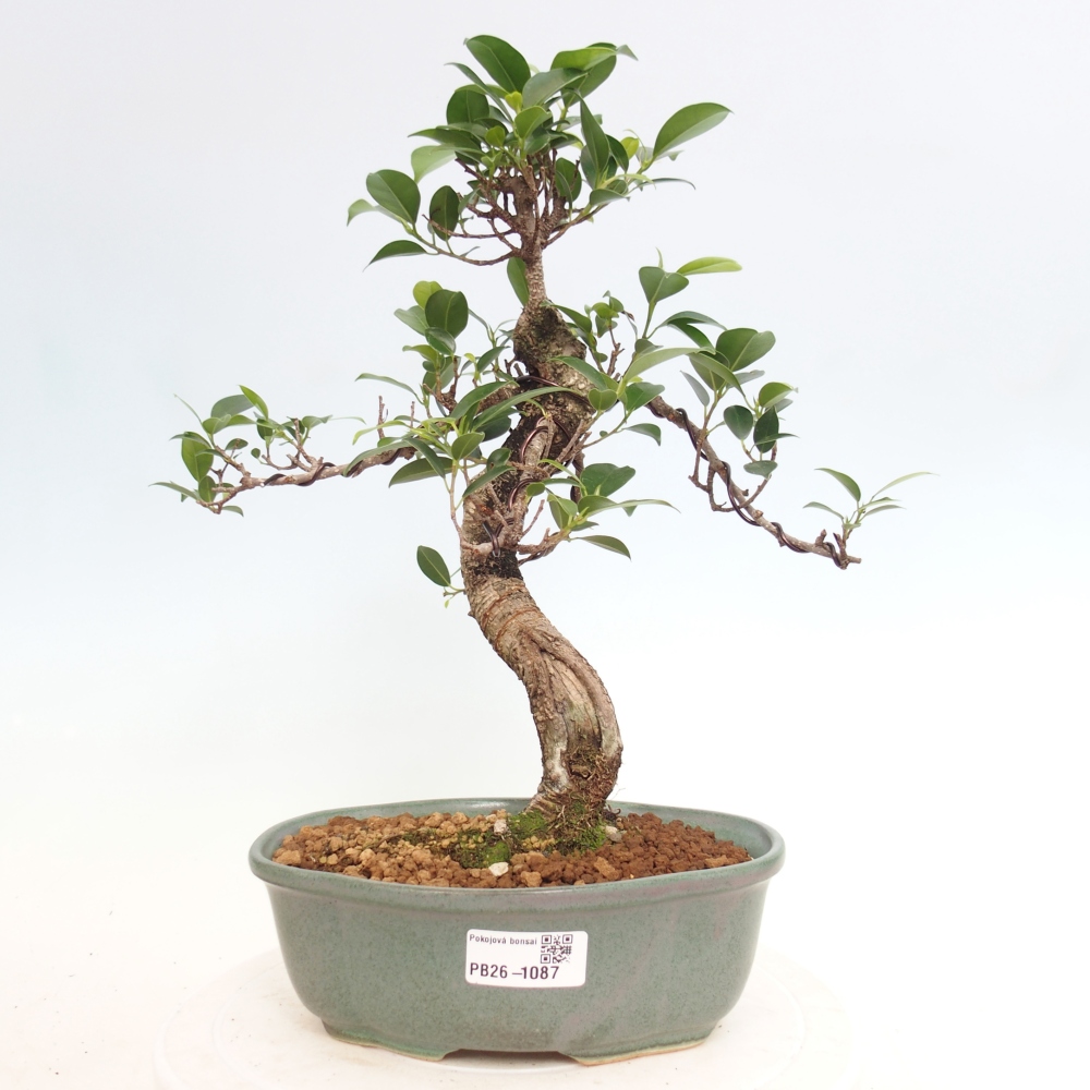 Kamerbonsai - Ficus retusa - kleinbladige ficus