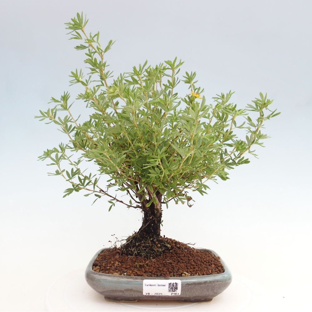 Bonsai voor buiten - Potentila fruticosa gele vogel