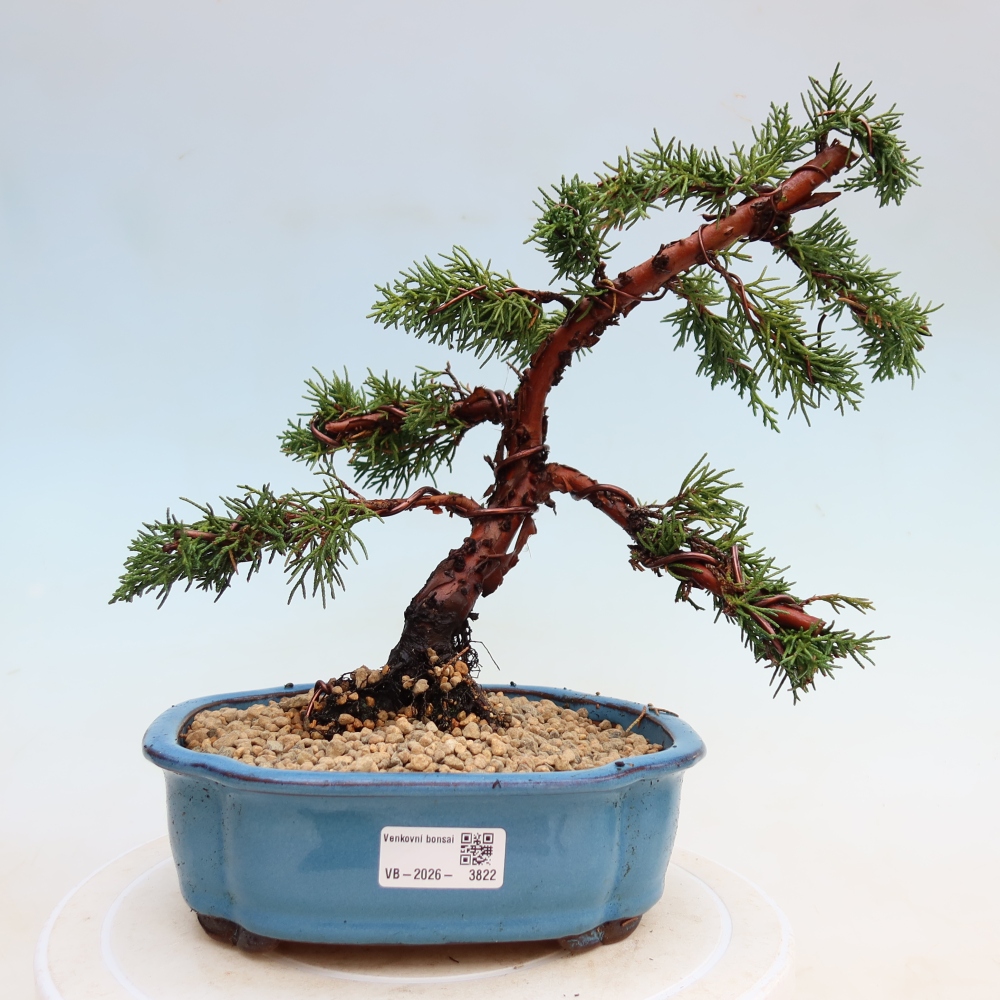 Bonsai voor buiten - Juniperus chinensis Kishu