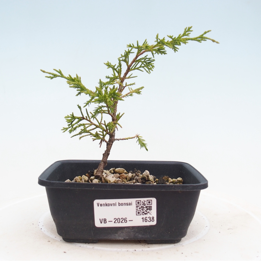 Bonsai voor buiten - Juniperus chinensis Itoigawa