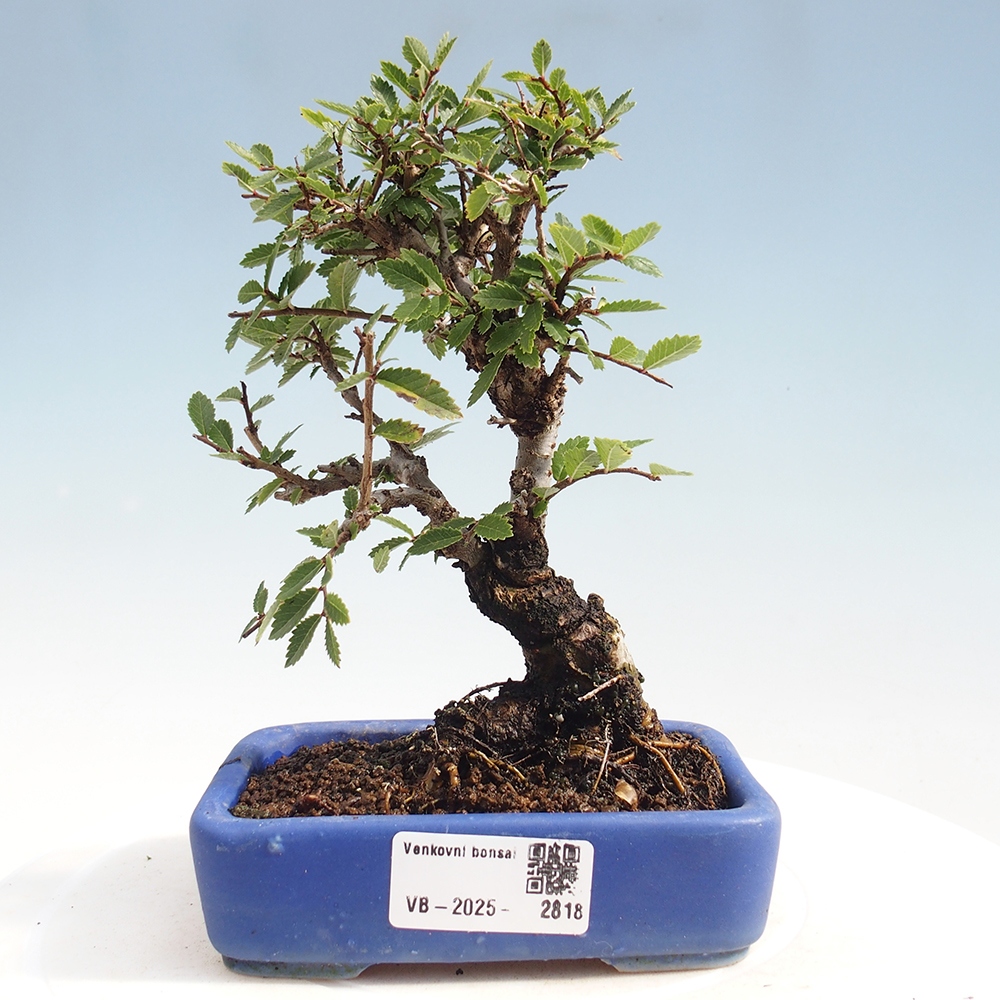 Bonsai voor buiten - Zelkova - Zelkova NIRE