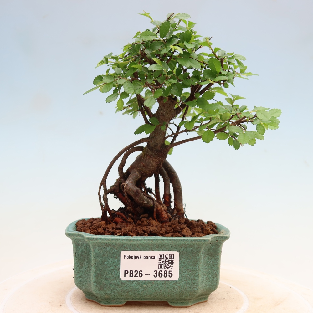 Kamerbonsai - Ulmus parvifolia - Winteriep