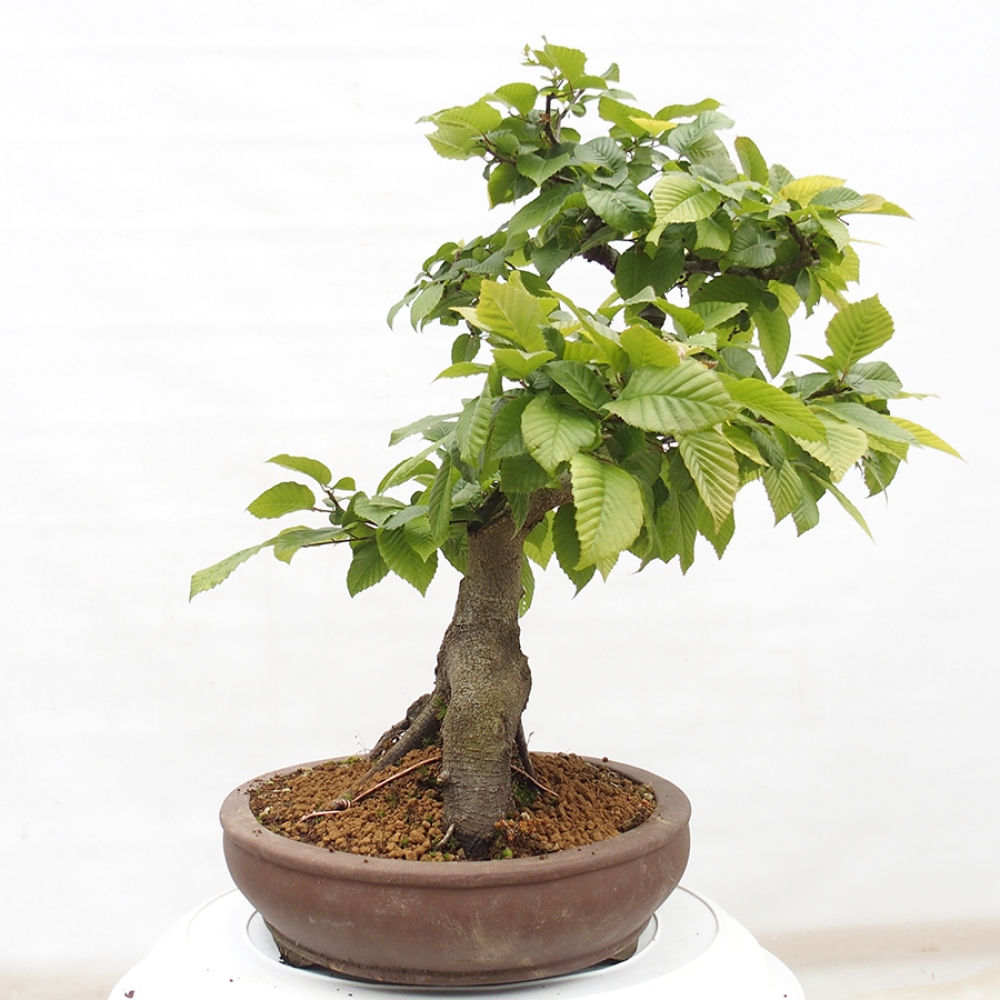 Bonsai voor buiten - Haagbeuk - Carpinus betulus