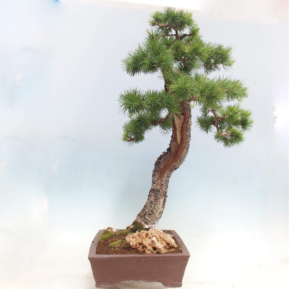 Bonsai voor buiten -Larix decidua - Lariks