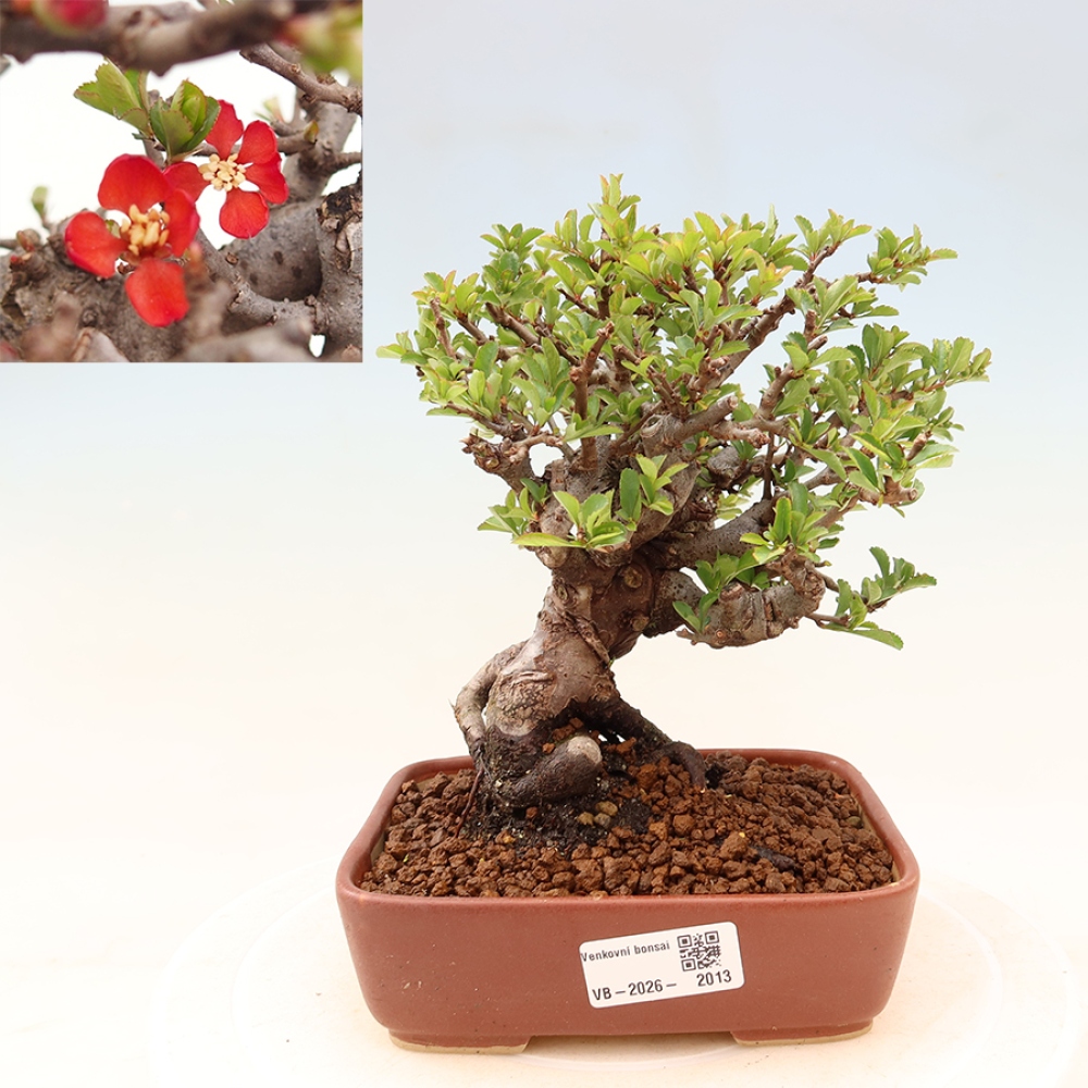 Bonsai voor buiten - Chaneomeles speciosa Chojubai
