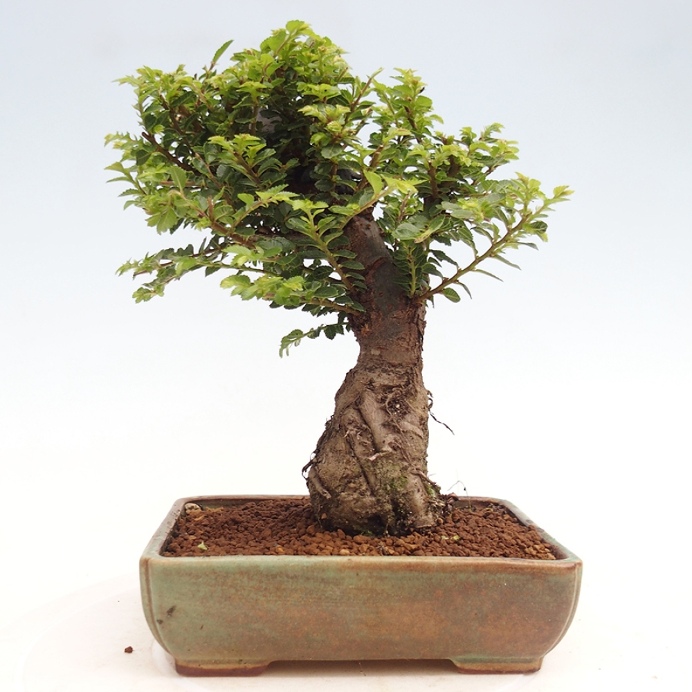 Bonsai voor buiten - Ulmus parvifolia Hokkaido - Chinese iep