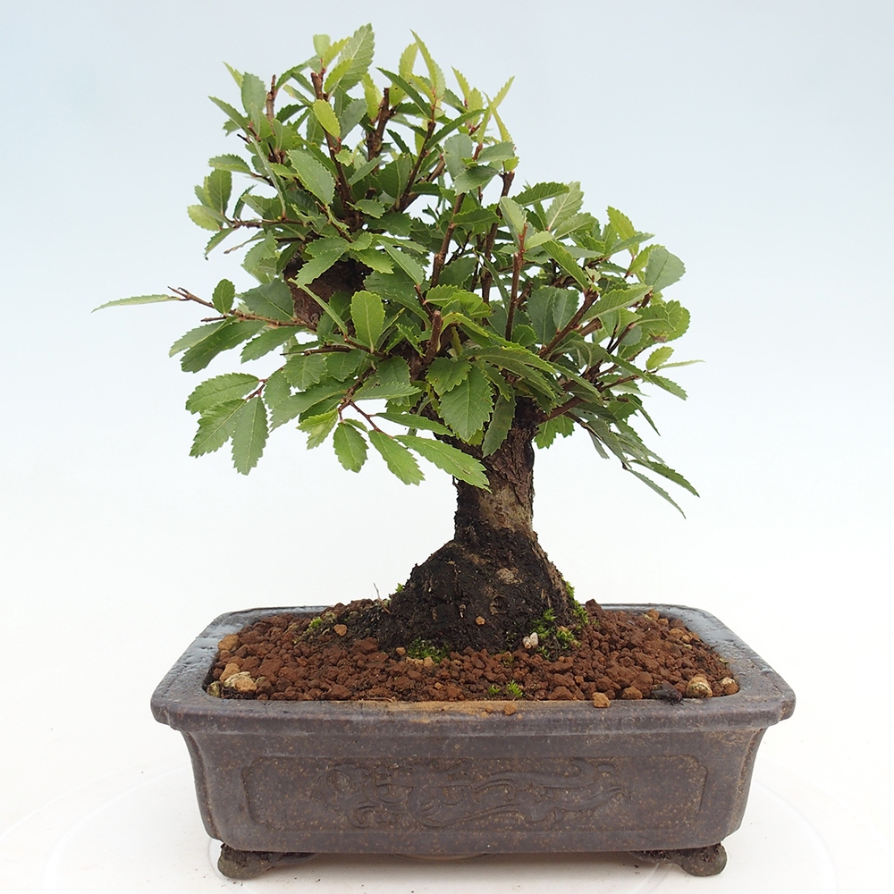 Bonsai voor buiten - Zelkova - Zelkova NIRE