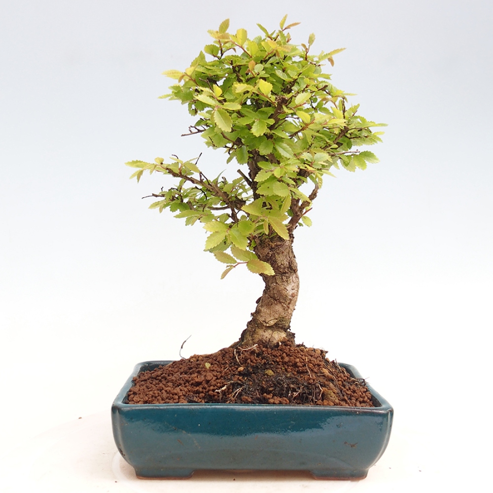 Bonsai voor buiten - Zelkova - Zelkova NIRE