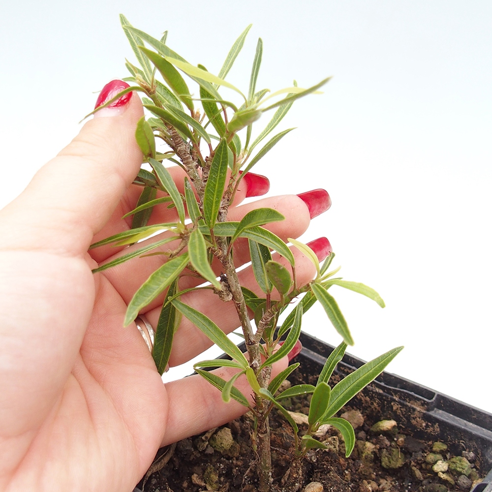 Kamerbonsai - Ficus nerifolia - kleinbladige ficus in container