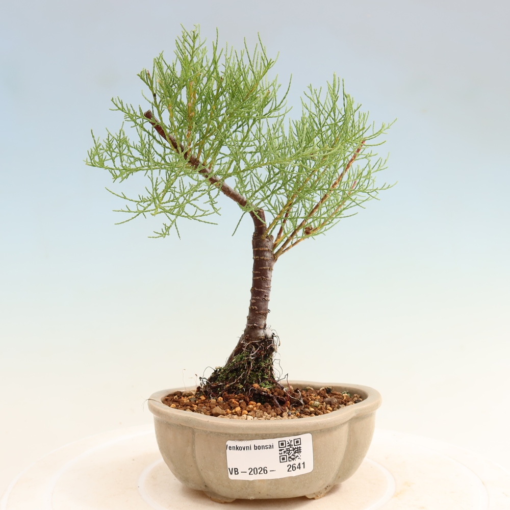 Bonsai voor buiten - Tamarisk - Tamarix