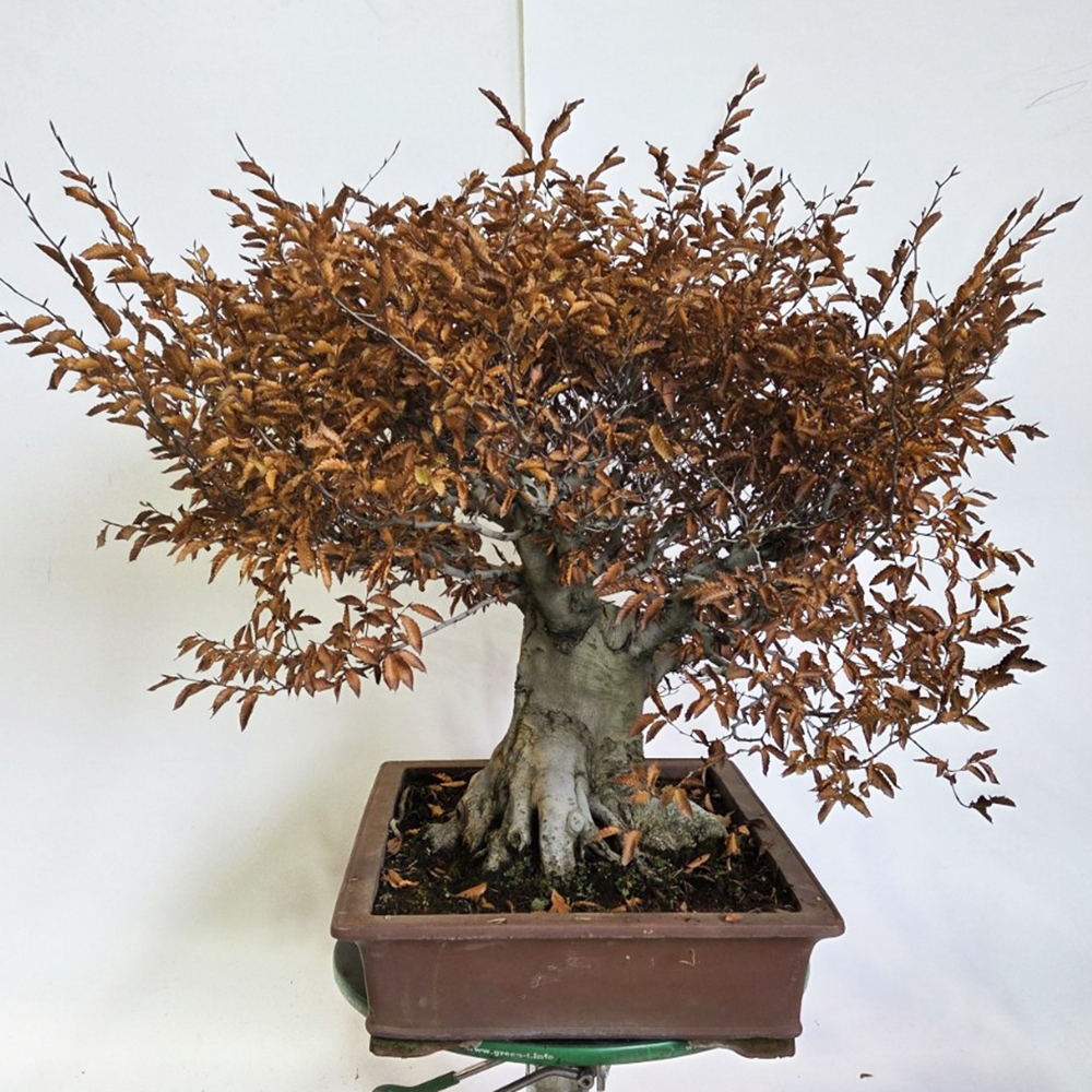 Bonsai voor buiten - Fagus crenata