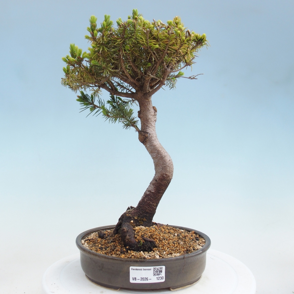 Bonsai voor buiten - Gewone spar - Picea glauca bol
