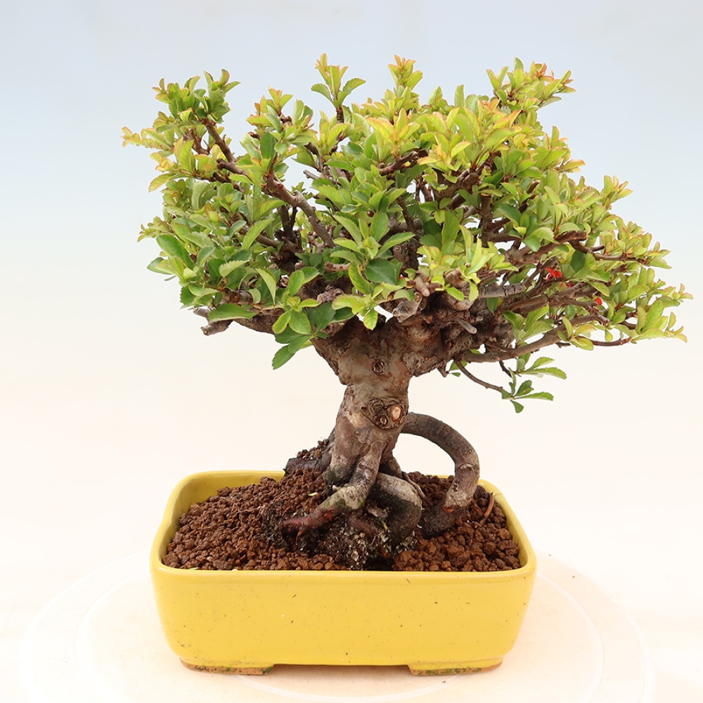 Bonsai voor buiten - Chaneomeles speciosa Chojubai