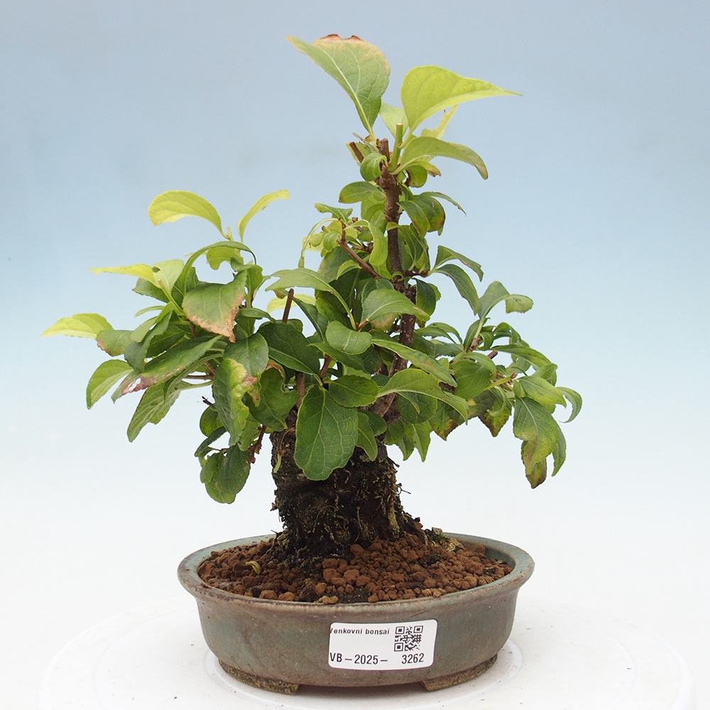 Bonsai voor buiten - Celastrus orbiculatus