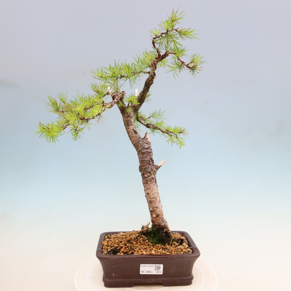Bonsai voor buiten -Larix decidua - Lariks