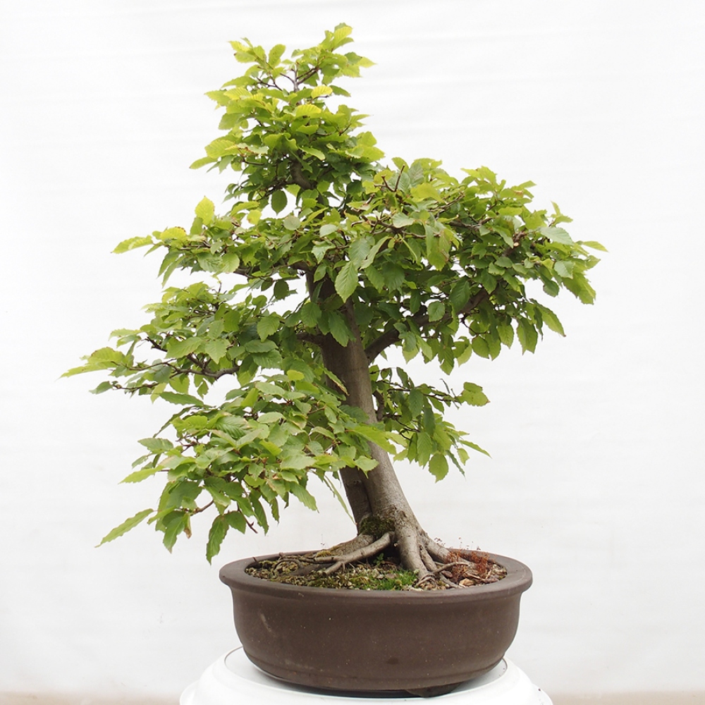 Bonsai voor buiten - Haagbeuk - Carpinus betulus