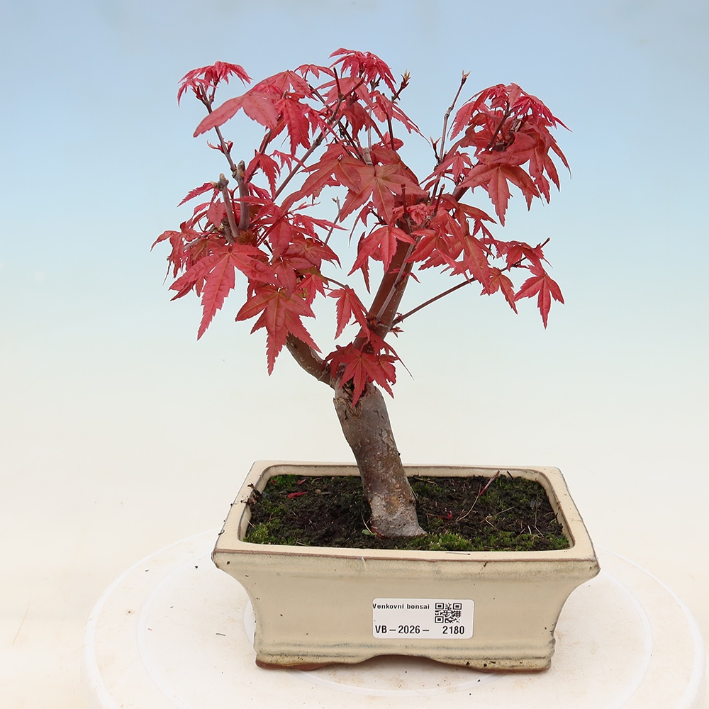 Bonsai voor buiten - Acer palmatum DESHOJO