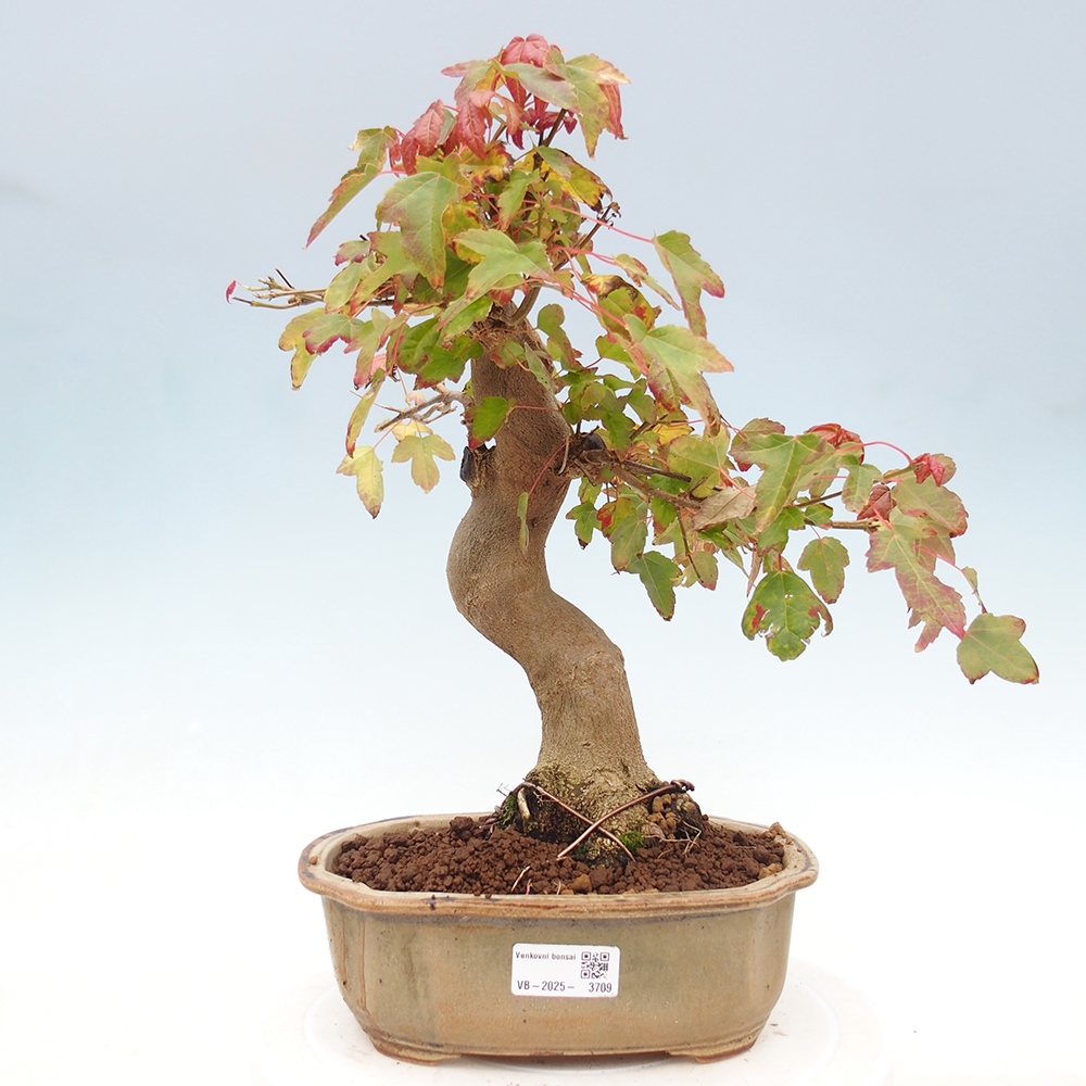 Bonsai voor buiten - Acer Buergerianum - Burgeresdoorn
