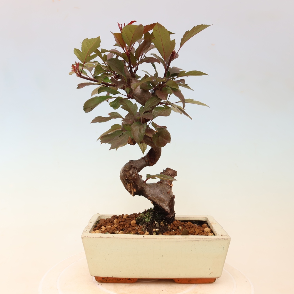 Bonsai voor buiten -Malus domestica - Roodbladige appelboom met kleine vruchten