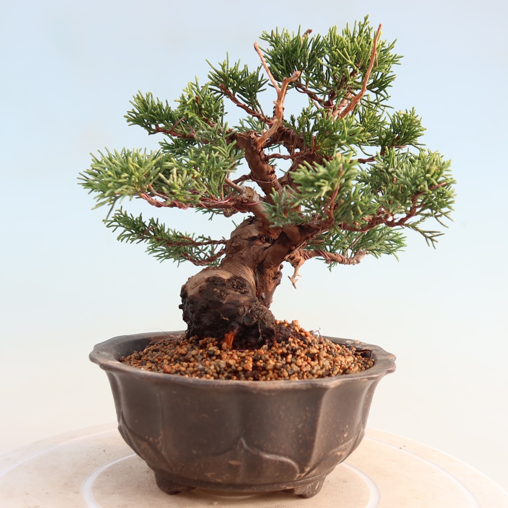 Bonsai voor buiten - Juniperus chinensis Itoigawa