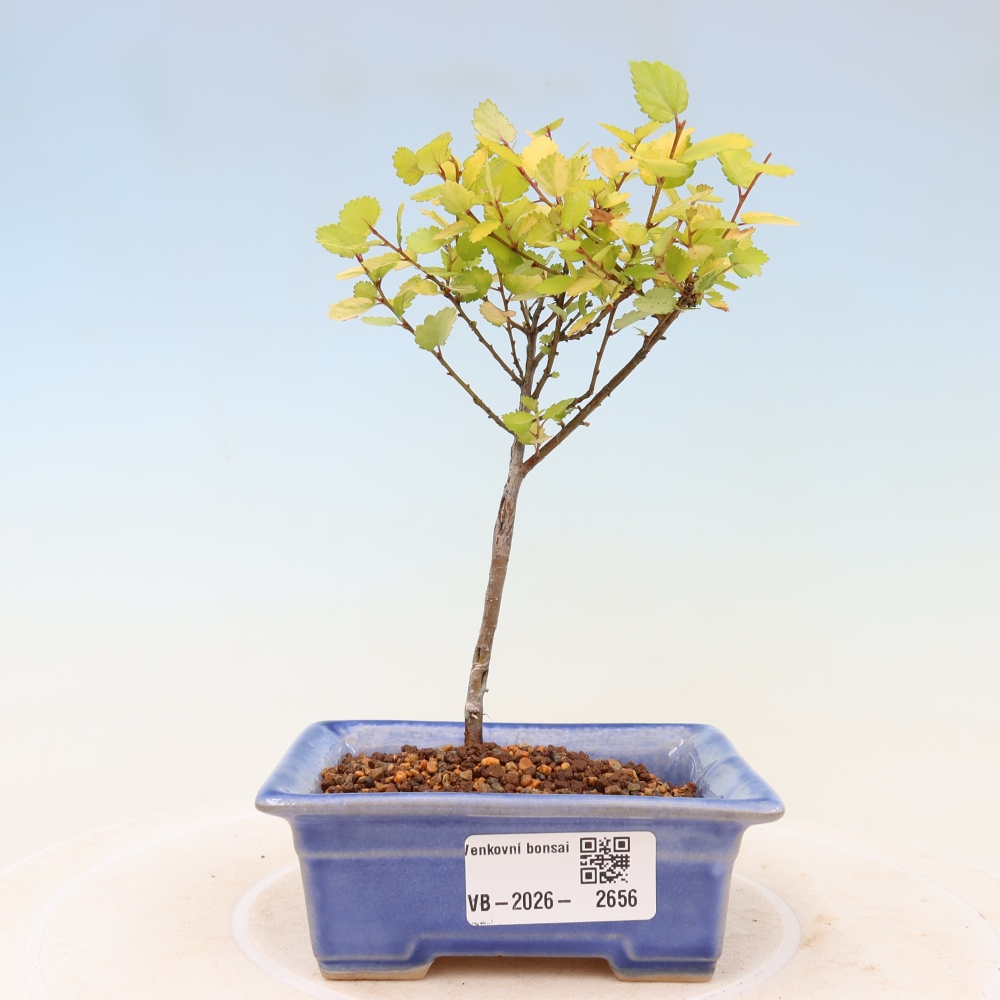 Buitenbonsai - dwergberk - Betula NANA Golden Treasure