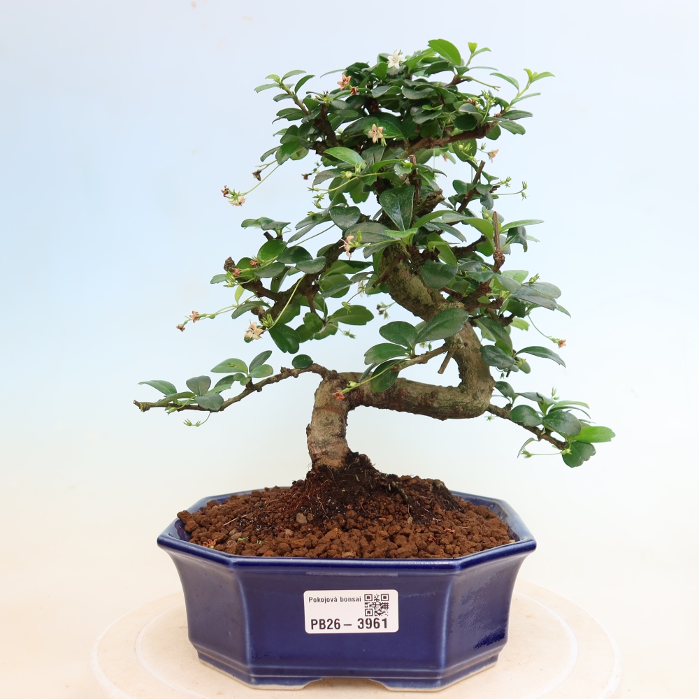 Kamerbonsai - Carmona macrophylla - Thee fuki