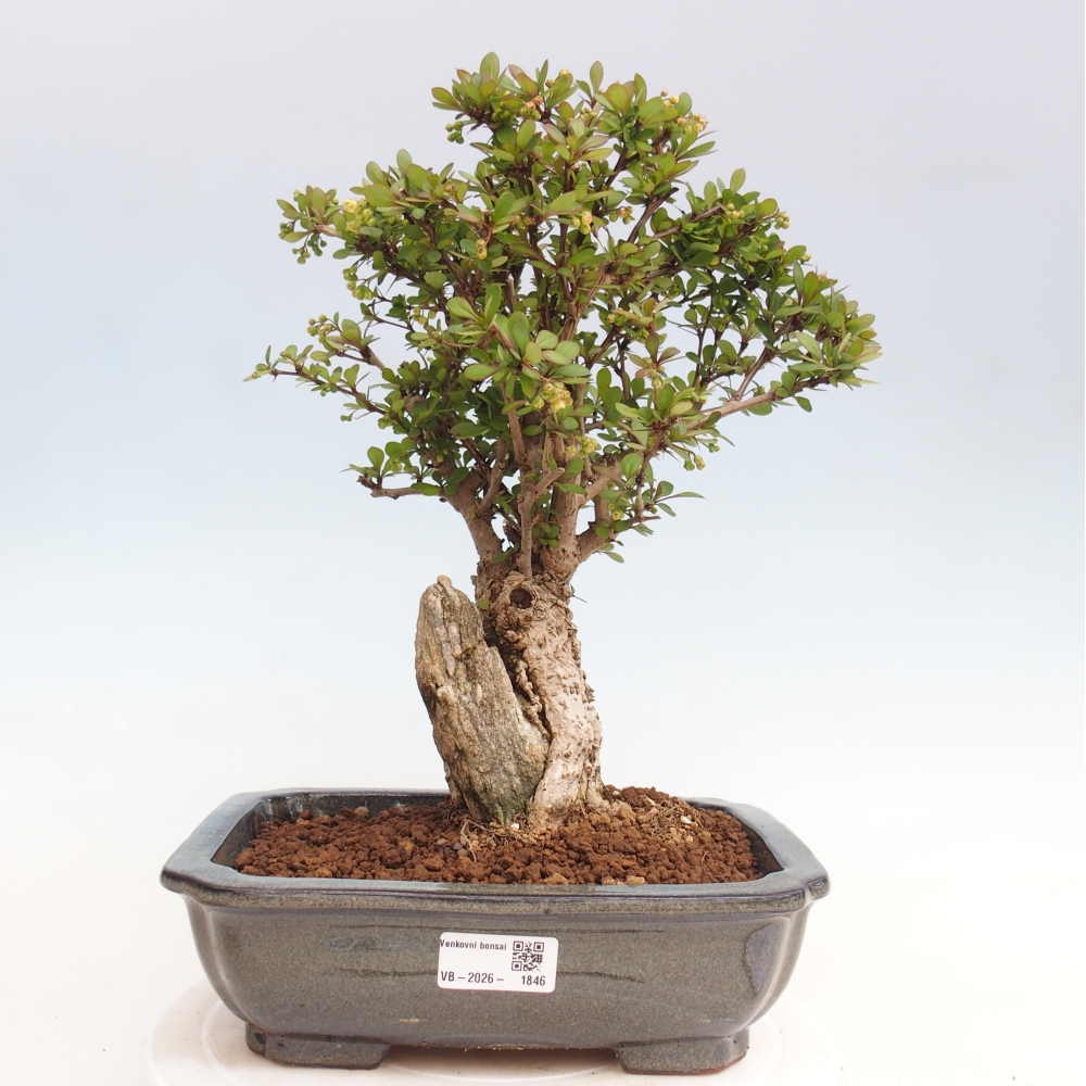 Bonsai voor buiten - Berberis coreana