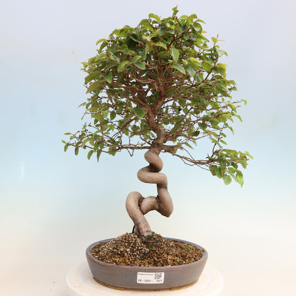 Bonsai voor buiten -Carpinus CARPINOIDES - Koreaanse haagbeuk