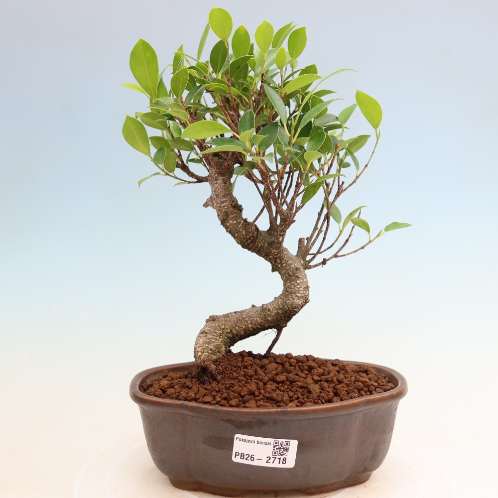 Kamerbonsai - Ficus kimmen - kleinbladige ficus