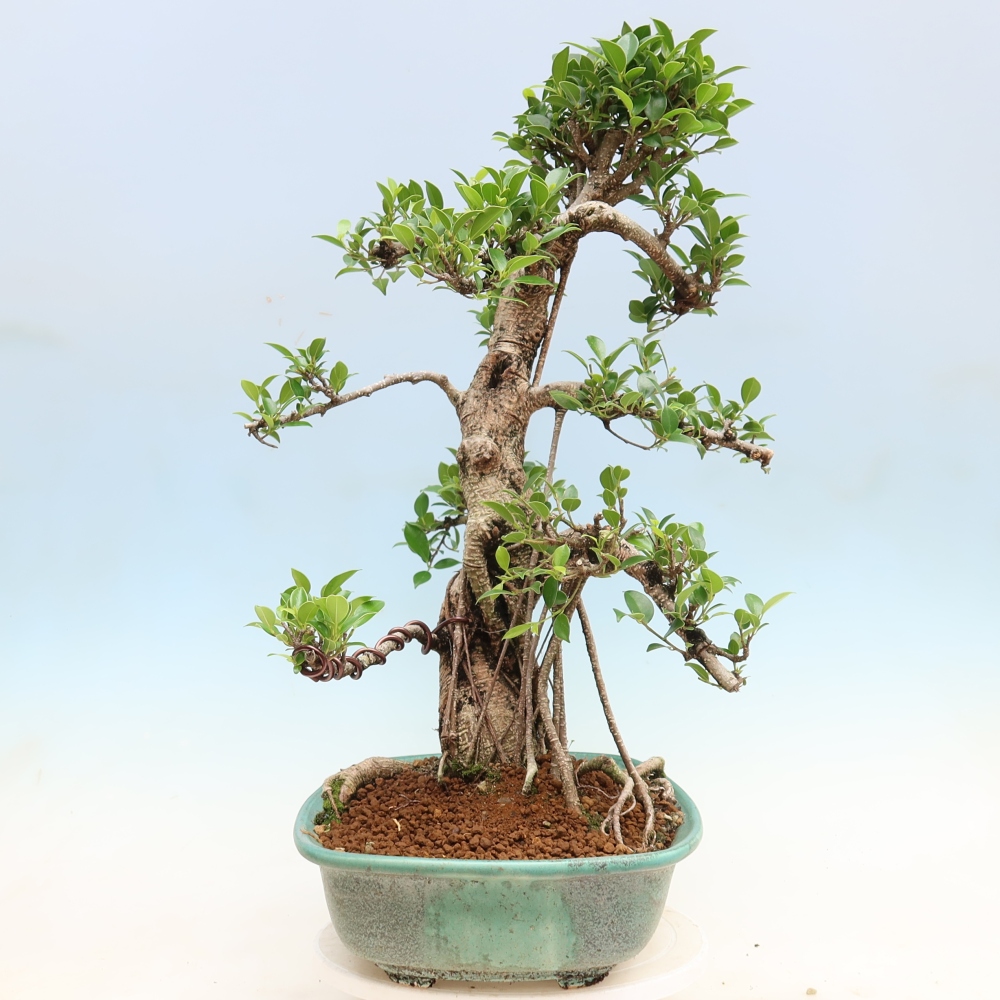Kamerbonsai - Ficus kimmen - kleinbladige ficus