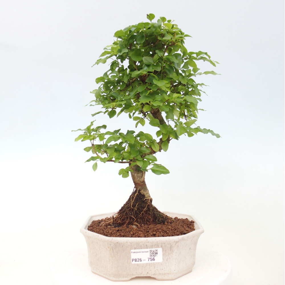 Kamerbonsai -Ligustrum chinensis - Vogelsnavel
