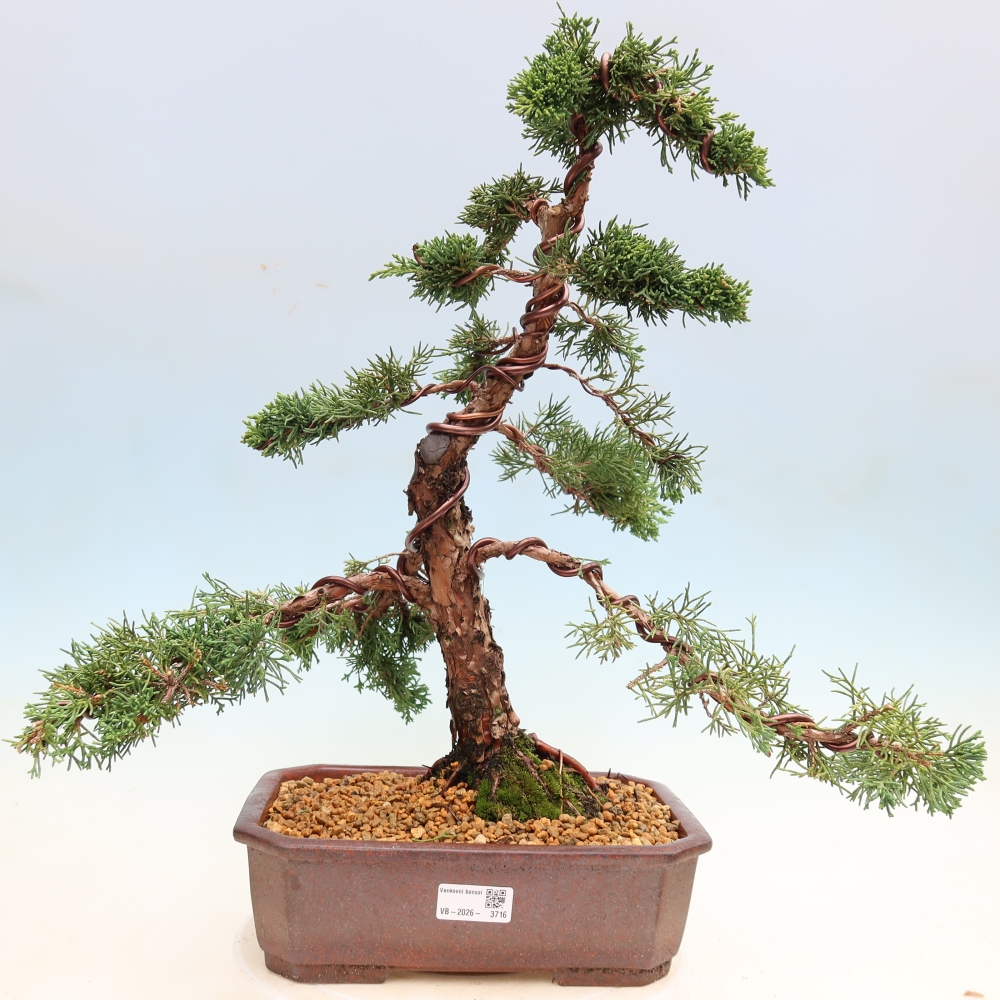 Bonsai voor buiten - Juniperus chinensis Kishu