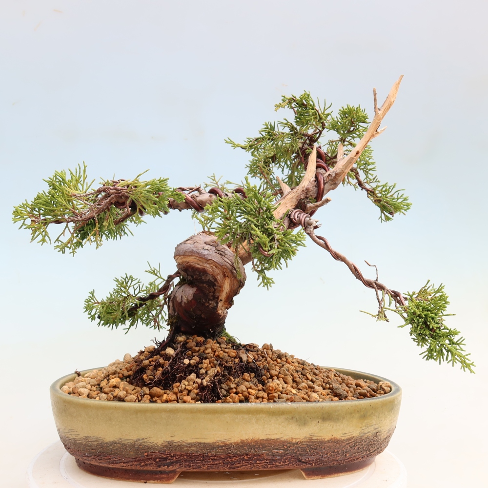 Bonsai voor buiten - Juniperus chinensis Itoigawa-Juniperus chinensis