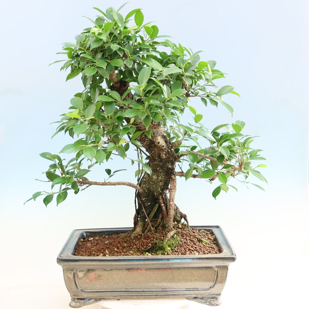 Kamerbonsai - Ficus kimmen - kleinbladige ficus