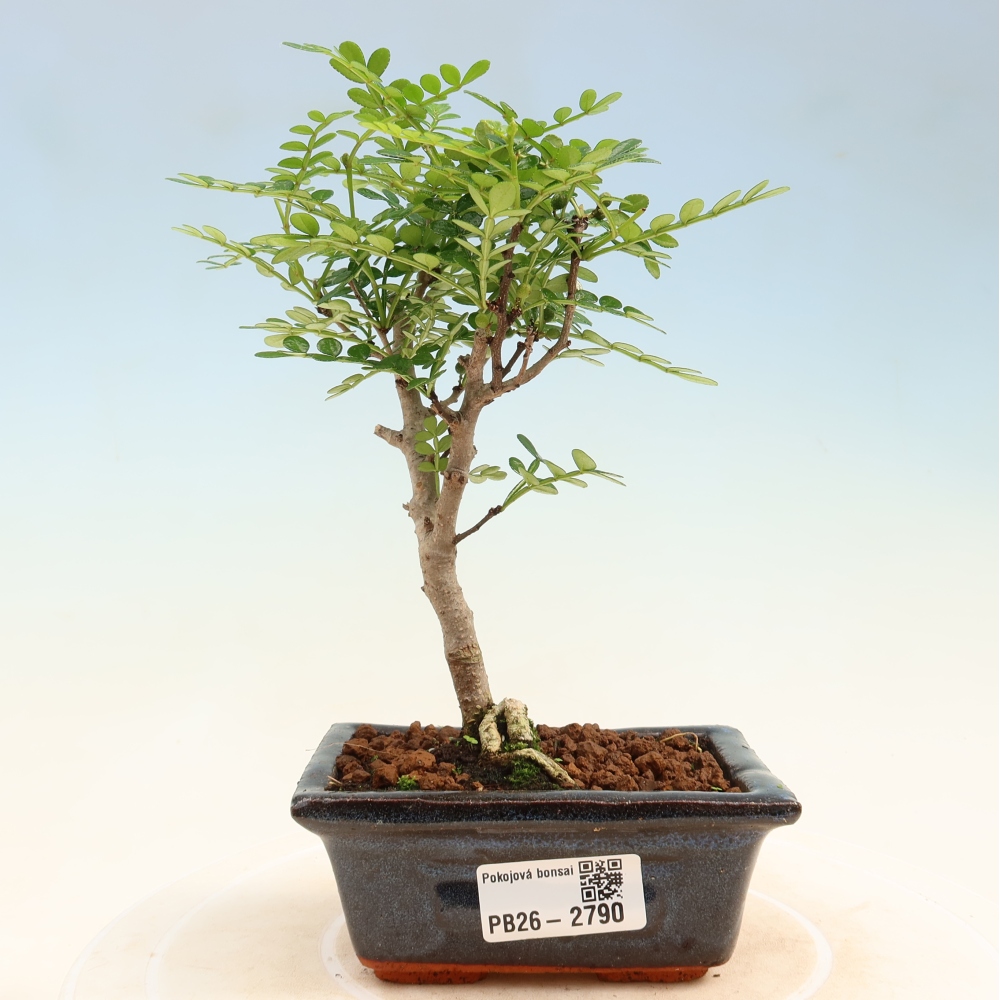 Kamerbonsai - Zantoxylum piperitum - peperboom