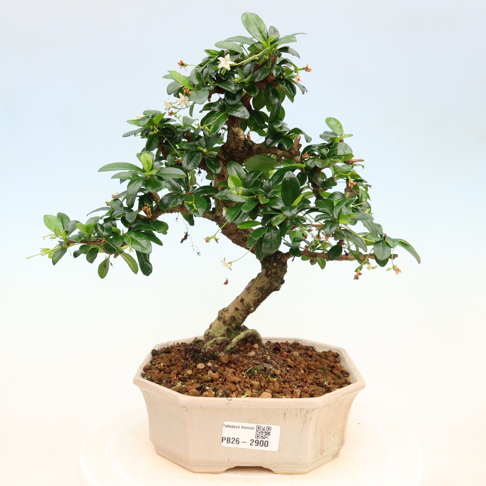 Kamerbonsai - Carmona macrophylla - Thee fuki
