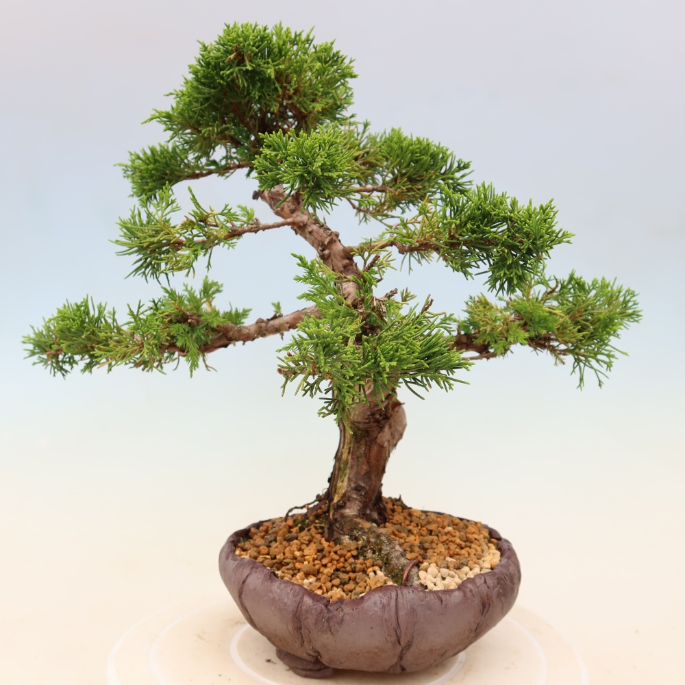 Bonsai voor buiten - Juniperus chinensis Itoigawa