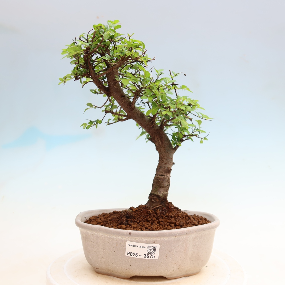 Kamerbonsai - Ulmus parvifolia - Winteriep