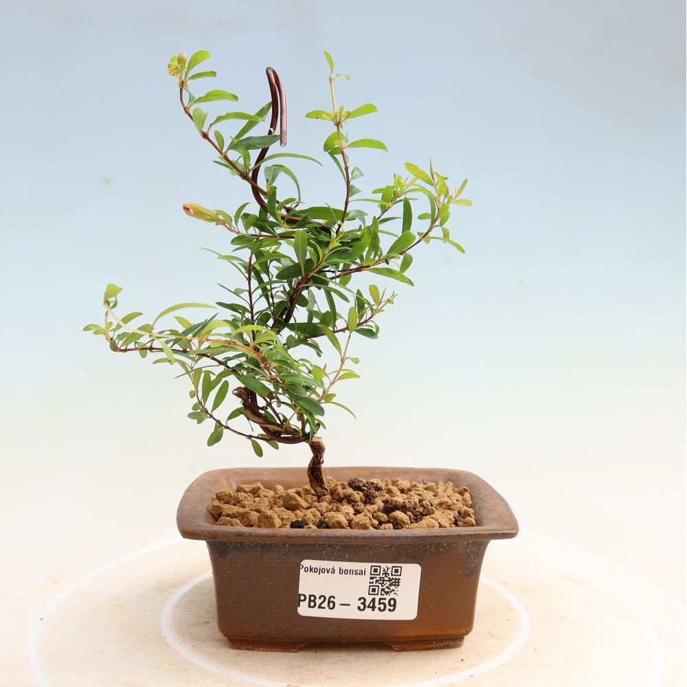 Kamerbonsai-PUNICA granatum nana-Granaatappel