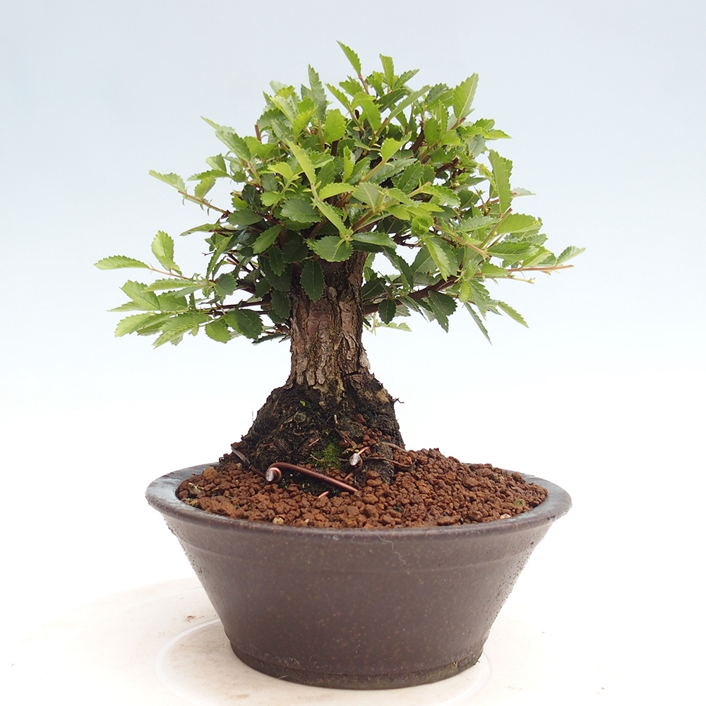 Bonsai voor buiten - Zelkova - Zelkova NIRE