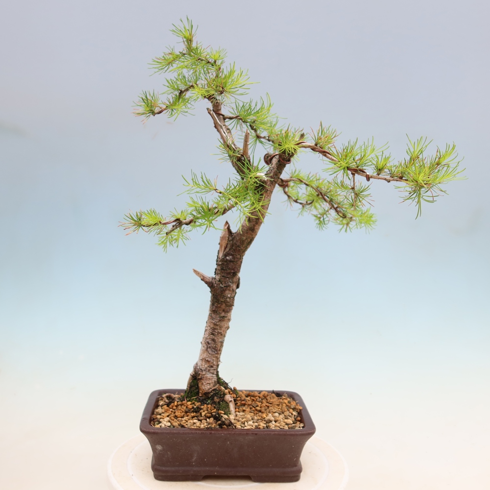 Bonsai voor buiten -Larix decidua - Lariks