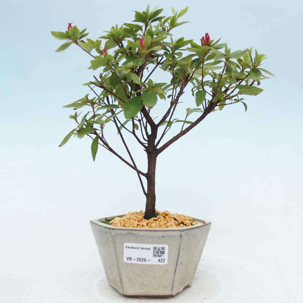 Bonsai voor buiten - Japanse azalea - Azalea sp.