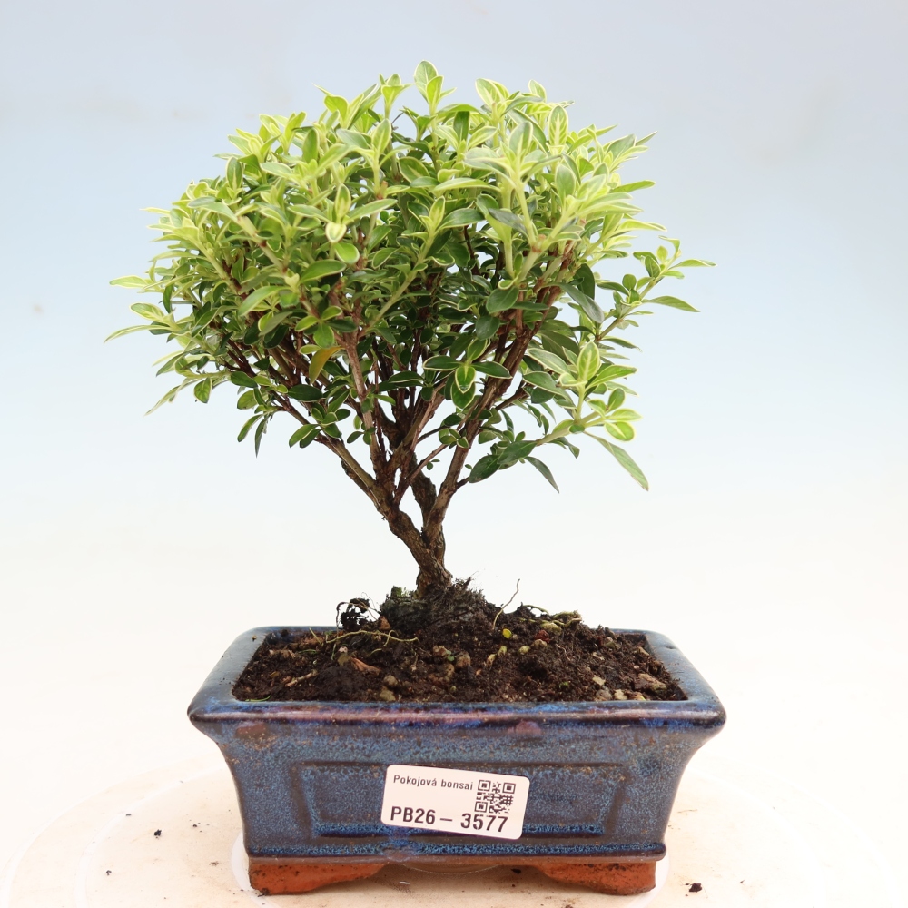 Kamerbonsai - Serissa foetida Variegata - Boom van duizend sterren