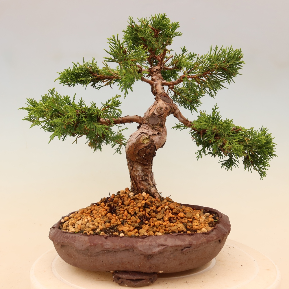 Bonsai voor buiten - Juniperus chinensis Itoigawa