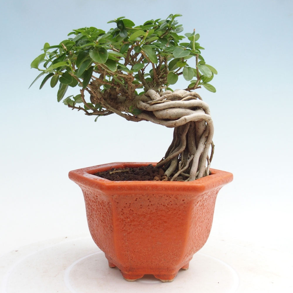 Bonsai voor binnen - Premna serratifolia - Kozlovna malolista