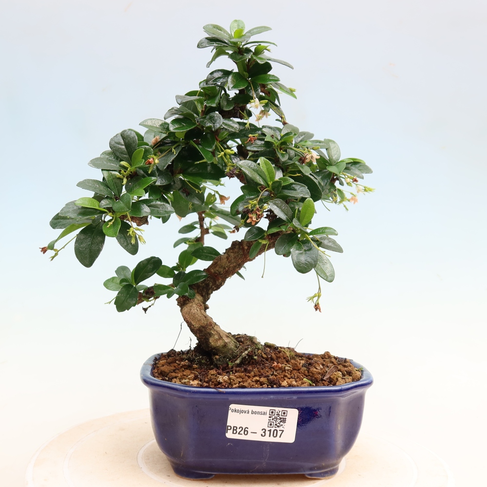 Kamerbonsai - Carmona macrophylla - Thee fuki