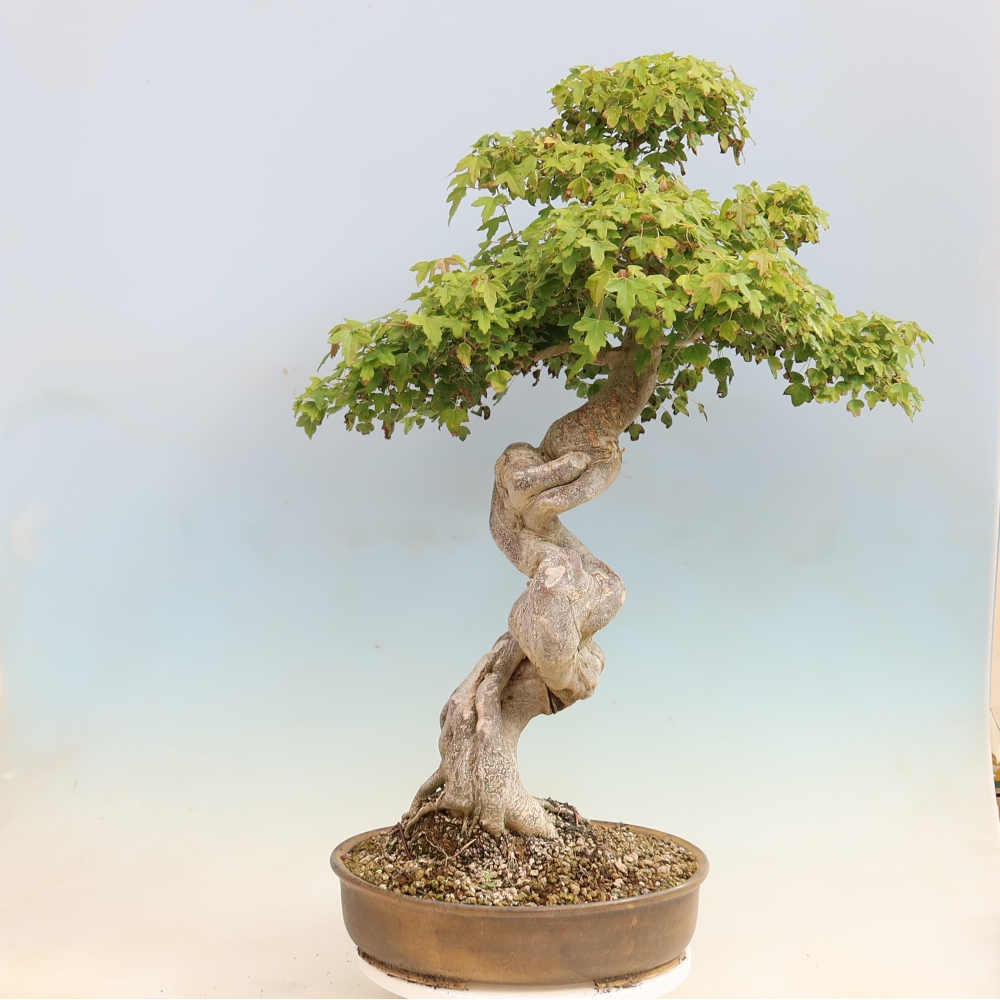 Bonsai voor buiten - Acer Buergerianum - Burgeresdoorn